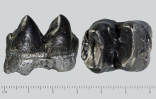 Tapir-veroensis-lower-molar