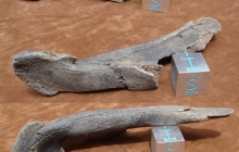 Unkn-Mammal Bone
