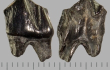 Unknown-tooth