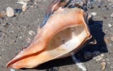 Whelk
