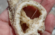 recrystallized-gastropod-shell