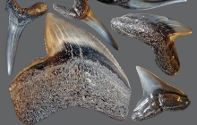 shark-teeth