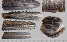 stingray-spines-and-other-teeth
