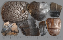 turtle-shell