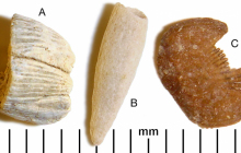 Barnacle, Dentalium-and-scale
