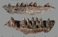 CC-2020-Anole-mandible