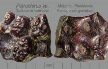 CC-2020-Petrochirus-sp