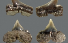 CC-2020-Shark-teeth