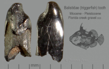 CC-April-2020-Balistidae-triggerfish-tooth
