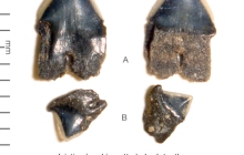 CC-Isistius-posterior