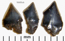 Isistius