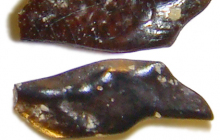 Lepisosteus-scale