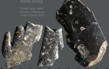 Mantis-shrimp-2
