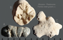 Other-marine-forms
