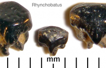 Rhynchobatus