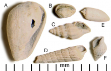 Shells