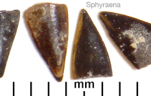 Sphyraena