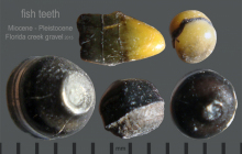 fish-teeth2