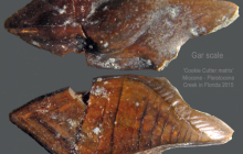 gar-scale