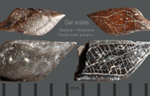 gar-scales