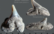 shark-teeth-2