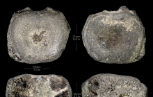 Brachyrhizodus-sp.-with-cartilage