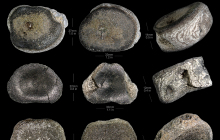 Brachyrhizodus-sp.vertebrae