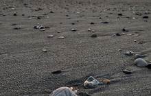 Echinoid-on-Holden-Beach