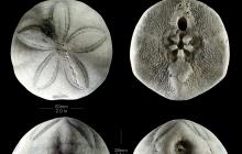 Hardouinia-mortonis