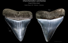 Holden-Charcharodon-carcharias-upper