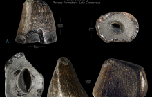 Mosasaur-teeth