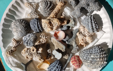 Shells-coral-and-bryozoans