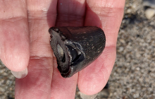 another-Mosasaur-tooth