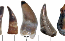 Assorted-Fish-teeth