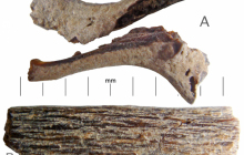 Bone-4