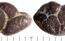 Coprolite-1