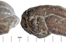 Coprolites-4