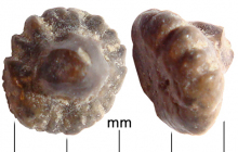 Dermal-denticle-1