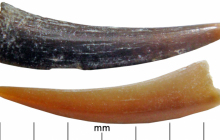 LC-long-fish-teeth-2
