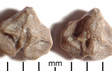 Ophiuroid-vertebral-ossicle-1
