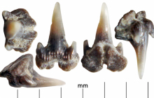 Pachyscyllium-sp.