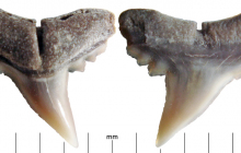 Shark-tooth-12