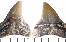 Shark-tooth