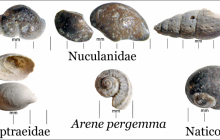 Shells-1