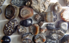 Variety-of-fish-teeth