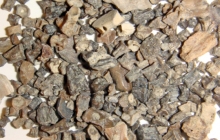 Vertebrae