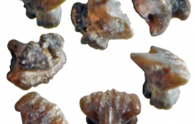 tiny-ray-tooth-views