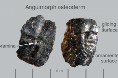 Anguimorph-osteoderm