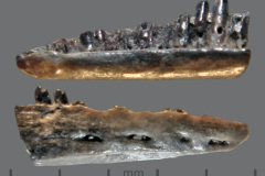 MI-Anolis-sp.-3