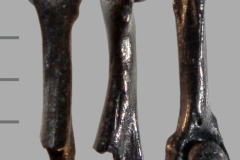 MI-Anuran-humerus